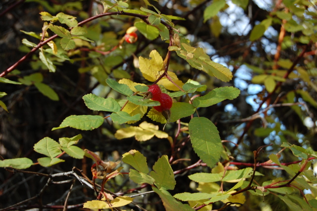 Autumn Fruit